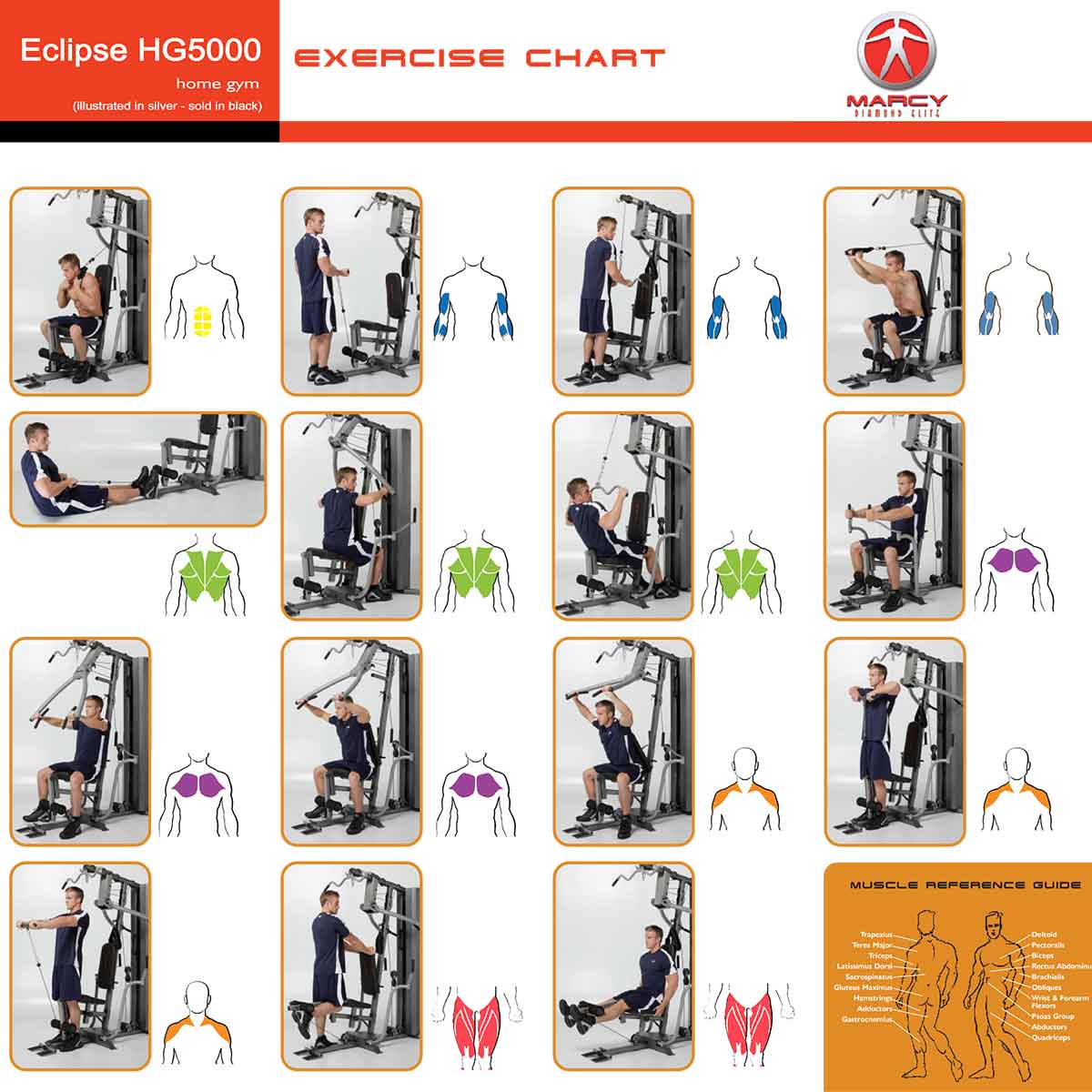 Gym Exercise Chart